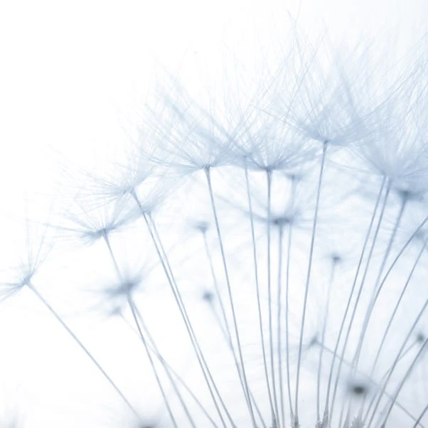 Dunelm Dandelion Mural Blue - Image 5