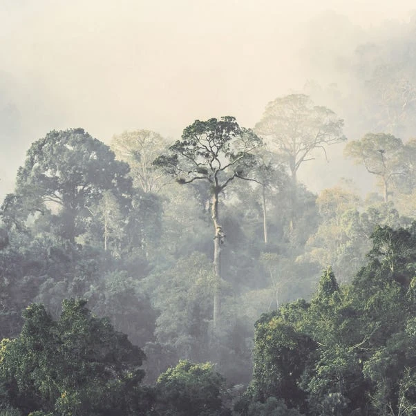 Dunelm Rainforest Mural Wallpaper - Image 2