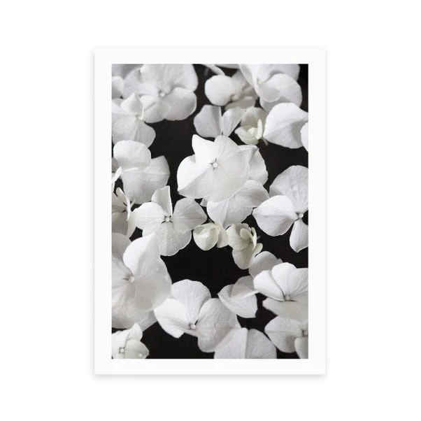 East End Prints White Beauty On Black Print 4 East End Prints White Beauty On Black Print - Image 2